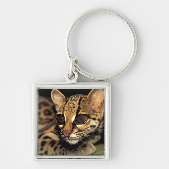 CA, Central Panama, Soberania NP, Margay 2 Keychain (Front)