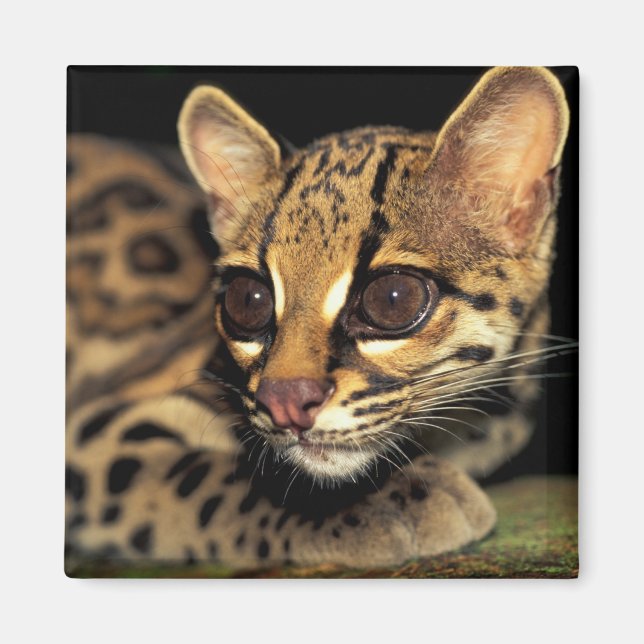 CA, Central Panama, Soberania NP, Margay 2 Magnet (Front)