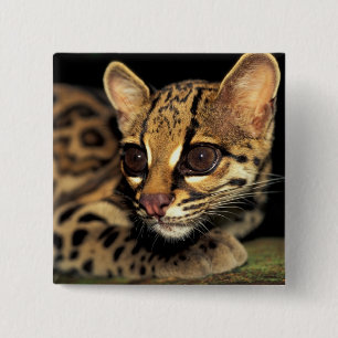 CA, Central Panama, Soberania NP, Margay 2 Pinback Button