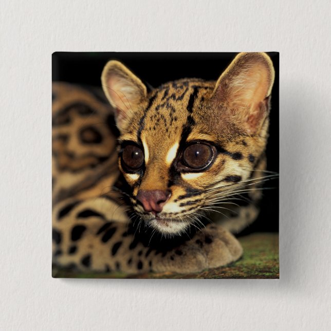 CA, Central Panama, Soberania NP, Margay 2 Pinback Button (Front)