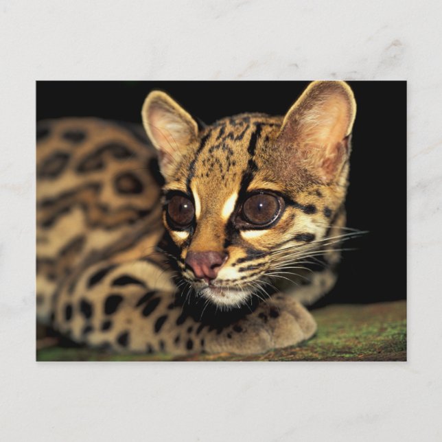 CA, Central Panama, Soberania NP, Margay 2 Postcard (Front)
