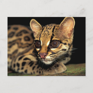 CA, Central Panama, Soberania NP, Margay 2 Postcard