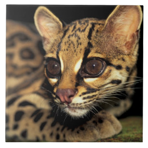 CA, Central Panama, Soberania NP, Margay 2 Tile