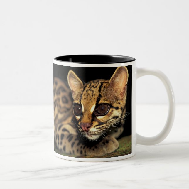 CA, Central Panama, Soberania NP, Margay 2 Two-Tone Coffee Mug (Right)