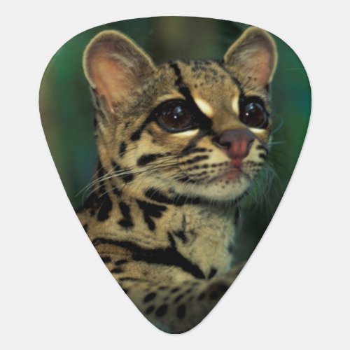 CA Central Panama Soberania NP Margay Guitar Pick