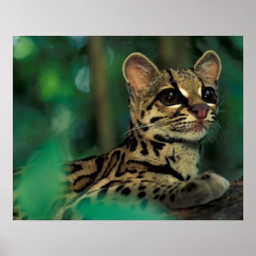 CA Central Panama Soberania NP Margay Poster