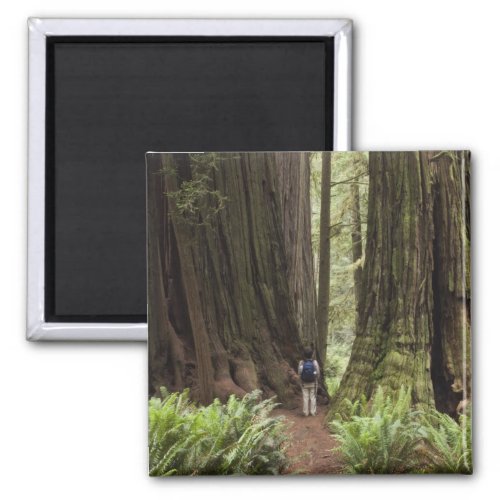 CA Jedediah Smith Redwoods State Park Magnet