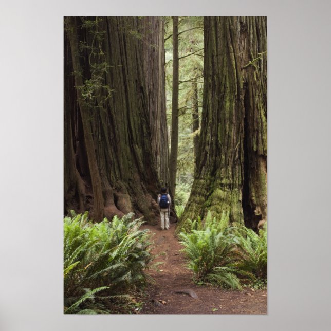 CA, Jedediah Smith Redwoods State Park, Poster (Front)