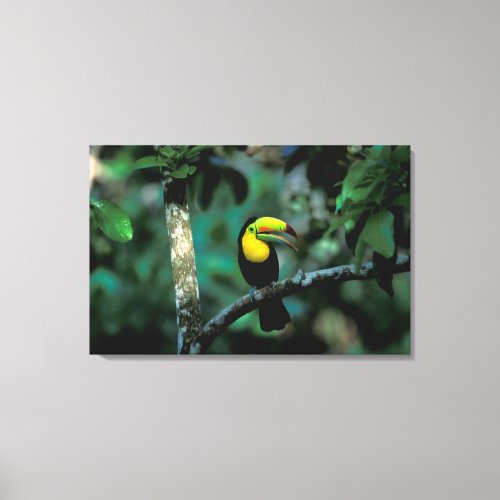 CA Panama Soberania NP Keel_billed Tucan in Canvas Print