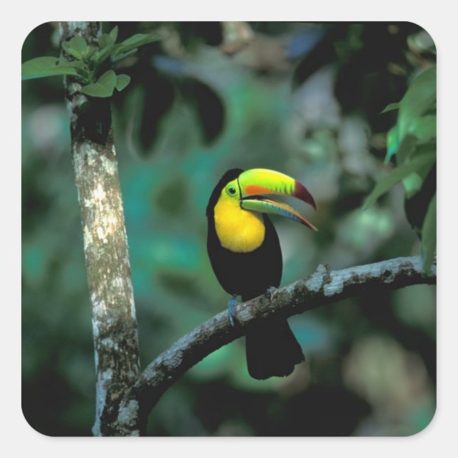 CA, Panama, Soberania NP, Keel-billed Tuccan Square Sticker (Front)
