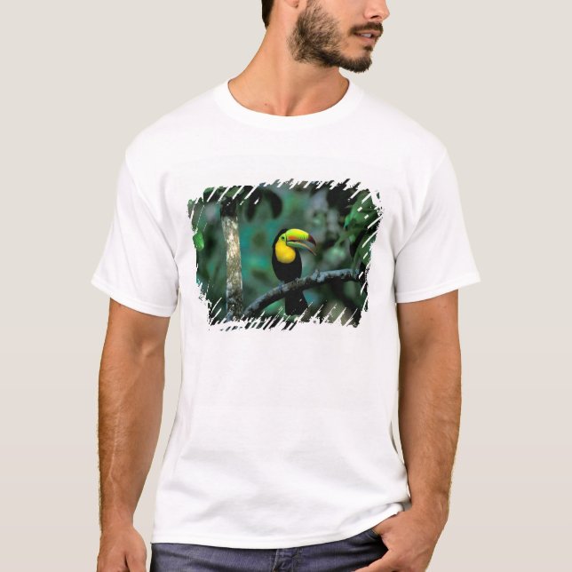 CA, Panama, Soberania NP, Keel-billed Tuccan T-Shirt (Front)