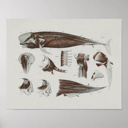 Caaing Pilot Whale Anatomy Print Marine Biology