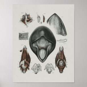 Caaing Pilot Whale Anatomy Print Marine Biology