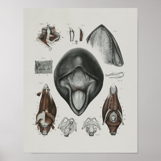 Caaing Pilot Whale Anatomy Print Marine Biology (Front)