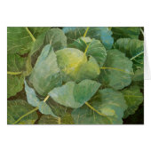 Cabbage (Front Horizontal)
