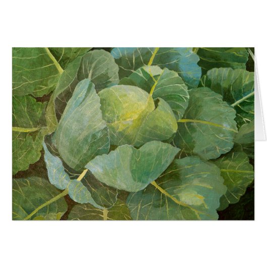 Cabbage (Front Horizontal)