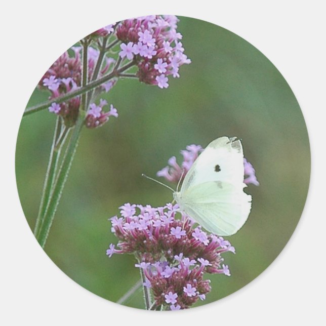 Cabbage Butterfly Classic Round Sticker (Front)