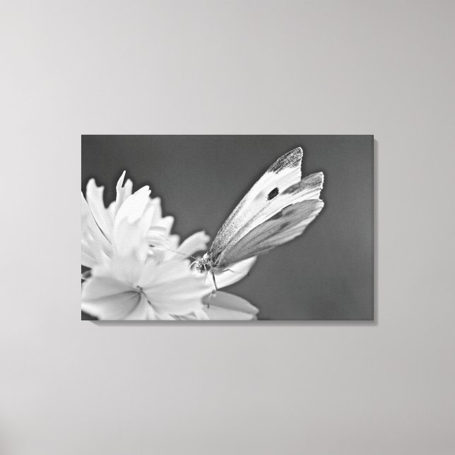 Cabbage Butterfly On Cosmos In Black and White Canvas Print (Front)