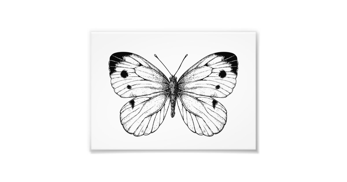 Cabbage butterfly photo print | Zazzle