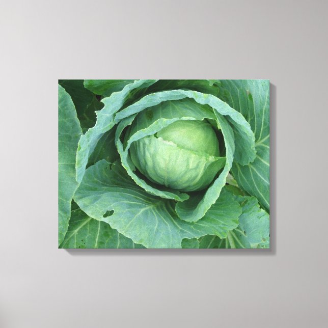 Cabbage Canvas Print (Front)