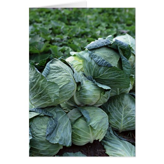 Cabbage Cards (Front)