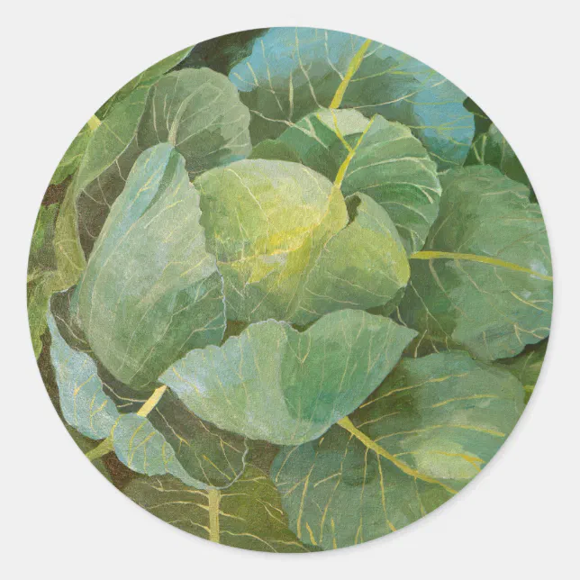 Cabbage Classic Round Sticker | Zazzle