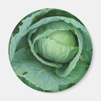 Cabbage Magnet