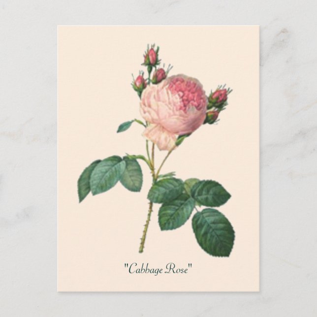 Cabbage Rose Botanical Floral Postcard (Front)