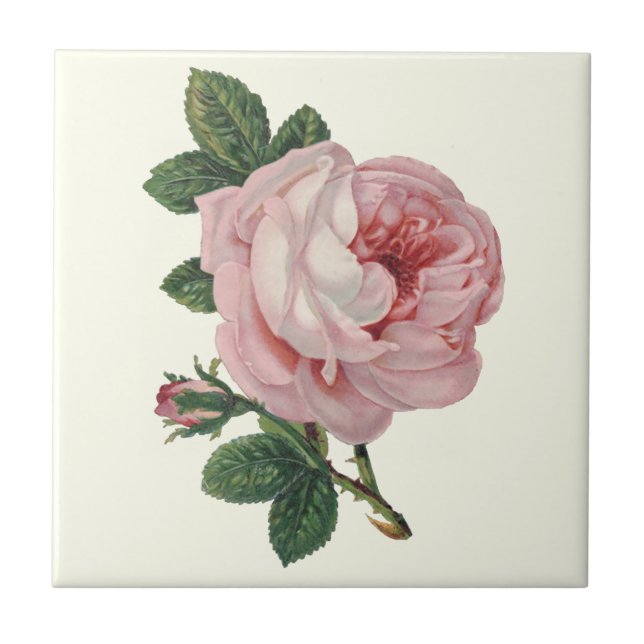 Cabbage Rose of Soft Pastel Pink and Green Leaves Ceramic Tile (Front)