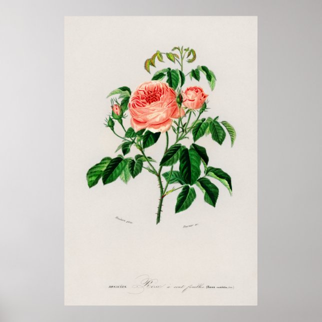 Cabbage Rose (Rosa Centifilia) Poster (Front)