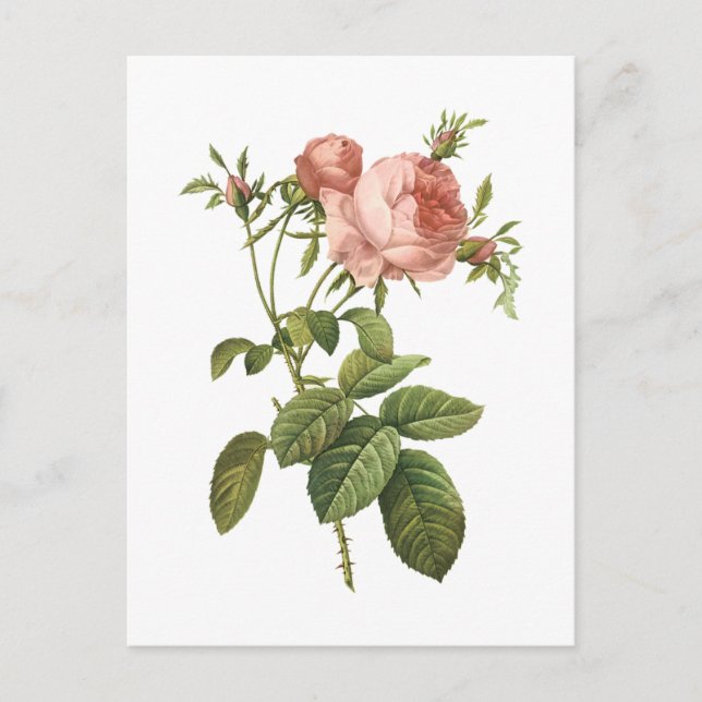 cabbage rose (Rosa centifolia foliacea) by Redouté Postcard (Front)