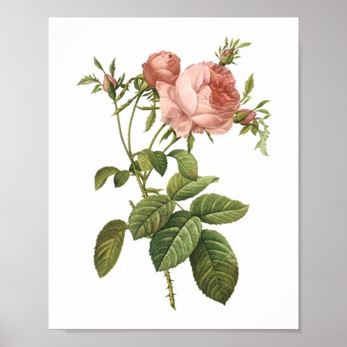 cabbage rose Rosa centifolia foliacea by Redout Poster