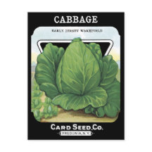 Cabbage Vintage Seed Packet Vegetable Leafy Green