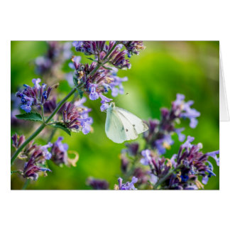 Cabbage White Butterfly Cards
