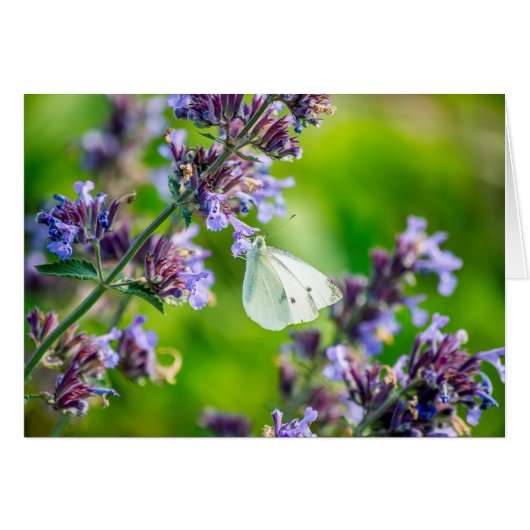 Cabbage White Butterfly Cards (Front Horizontal)