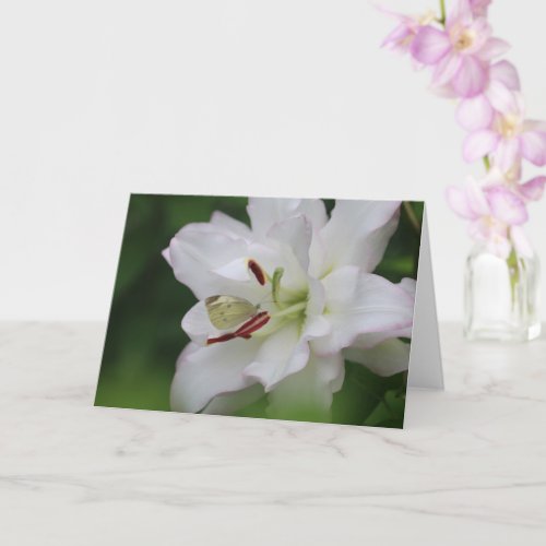 Cabbage White Butterfly on Lily Photo Blank Card