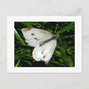 Cabbage White Butterfly Postcard