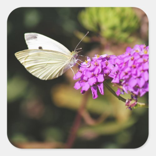 Cabbage White Butterfly Square Sticker