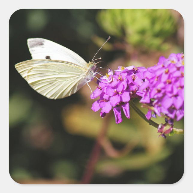 Cabbage White Butterfly Square Sticker (Front)