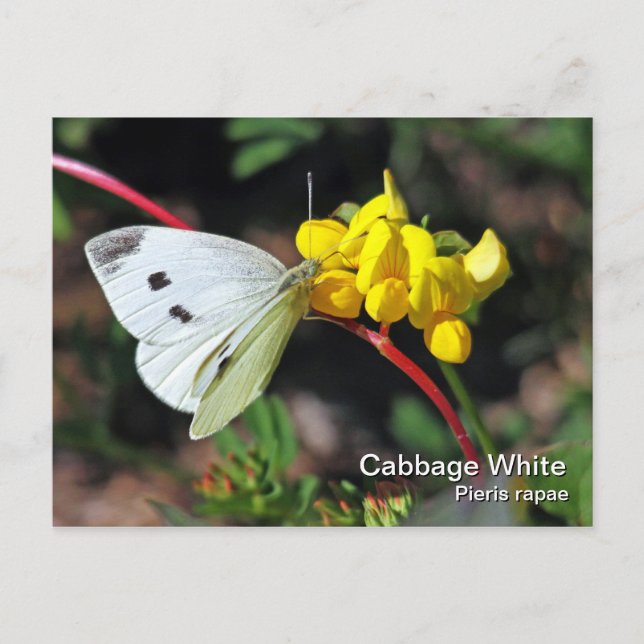 Cabbage White Postcard (Front)