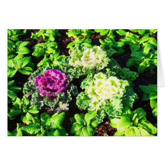 Cabbages and primulas cards (Front Horizontal)