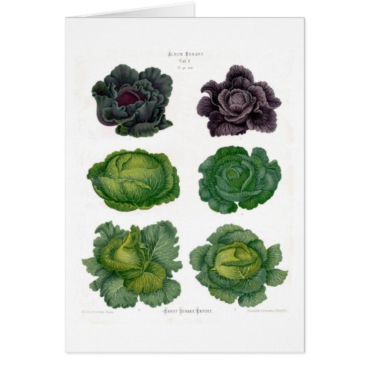 Cabbages Cards (Front)