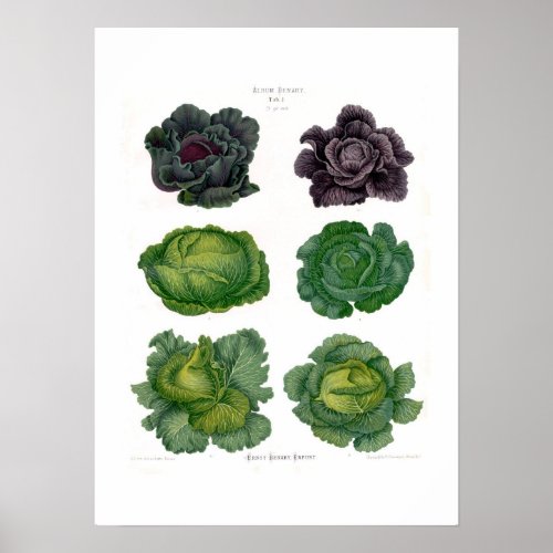 Cabbages Poster
