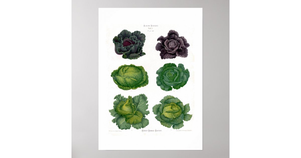 Cabbages Poster | Zazzle