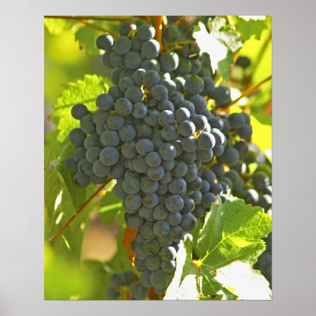 Cabernet Sauvignon grape bunch in the Chateau Poster (Front)