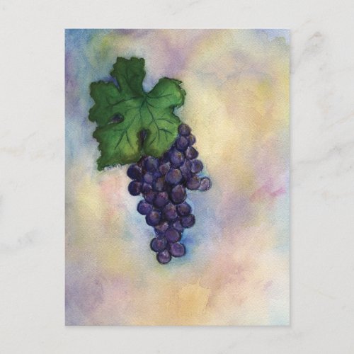 Cabernet Sauvignon Red Wine Grapes Postcard