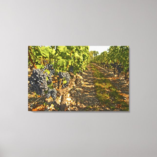 Cabernet Sauvignon vines in a row in the Canvas Print (Front)