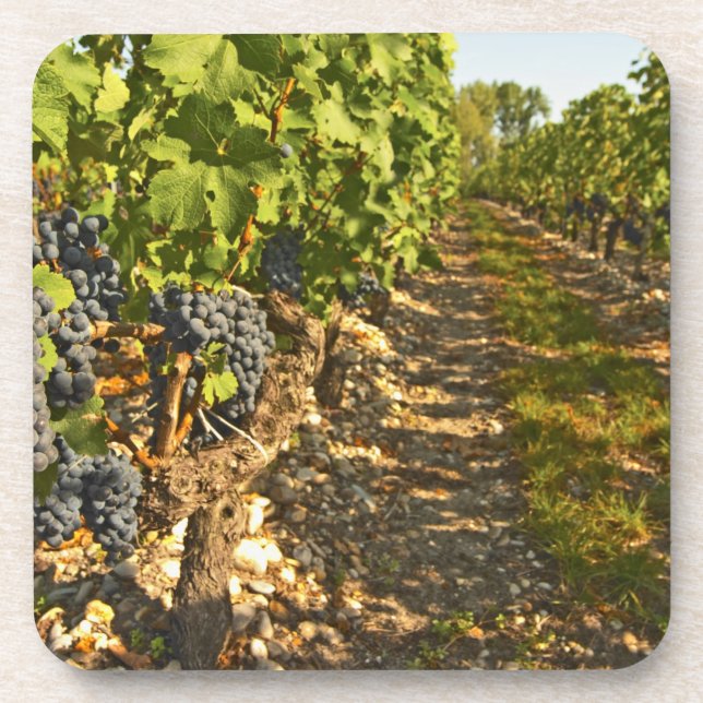 Cabernet Sauvignon vines in a row in the Coaster (Front)