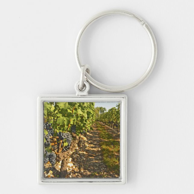 Cabernet Sauvignon vines in a row in the Keychain (Front)