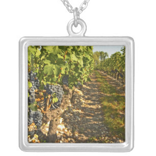 Cabernet Sauvignon vines in a row in the Silver Plated Necklace